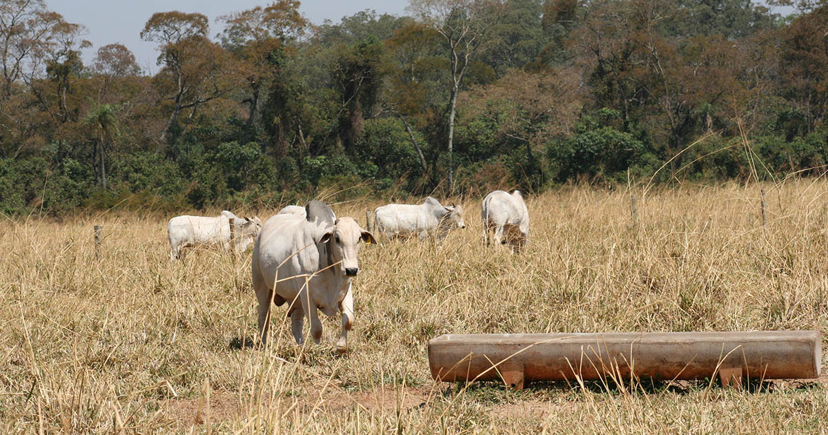 Semiconfinamento é alternativa para intensificar a terminação de bovinos de corte a pasto