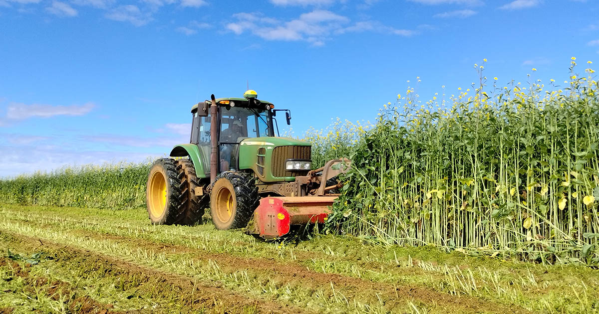 Biofumigação combate pragas e promove a regeneração do solo