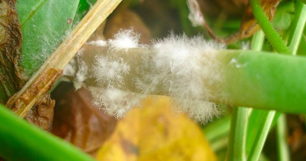 Controle de doenças: Bioinsumos são grandes aliados no combate de doenças sazonais nas lavouras