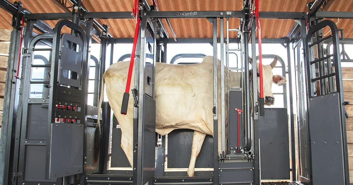 Equipamento de contenção auxilia pecuaristas na otimização do manejo bovino