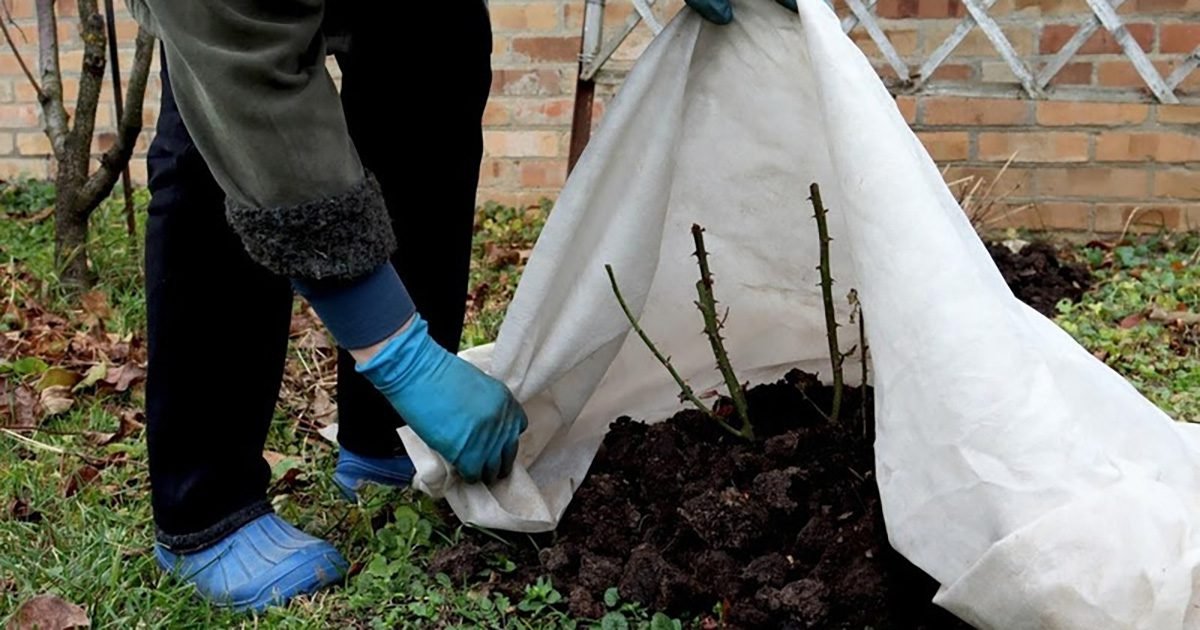 Os fertilizantes no cuidado com as plantas durante o inverno