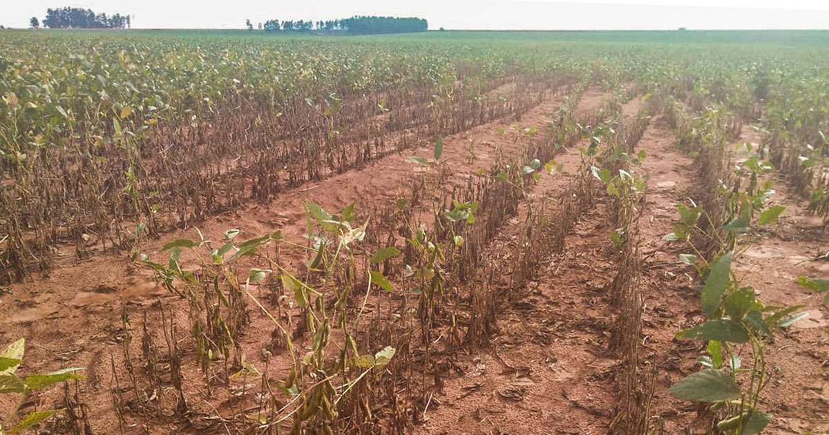 La Niña deve provocar períodos de estiagem no Sul do país e impactar na produção de soja