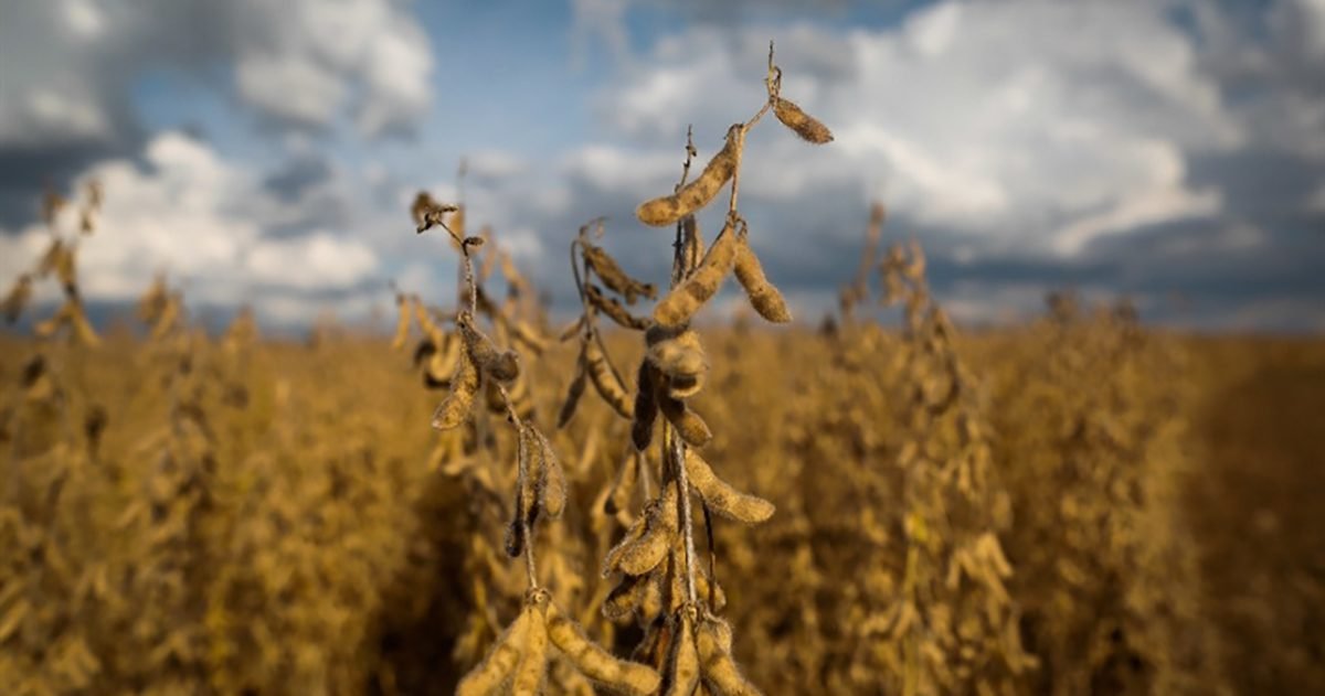 Soja segue em tendência de baixa no mercado; exportações brasileiras estão fortalecidas
