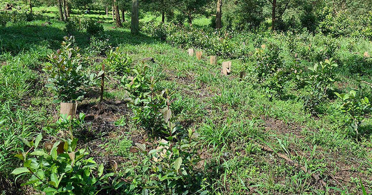 Abertura da colheita da erva-mate será realizada em Palmeira das Missões em comemoração aos 150 anos do município