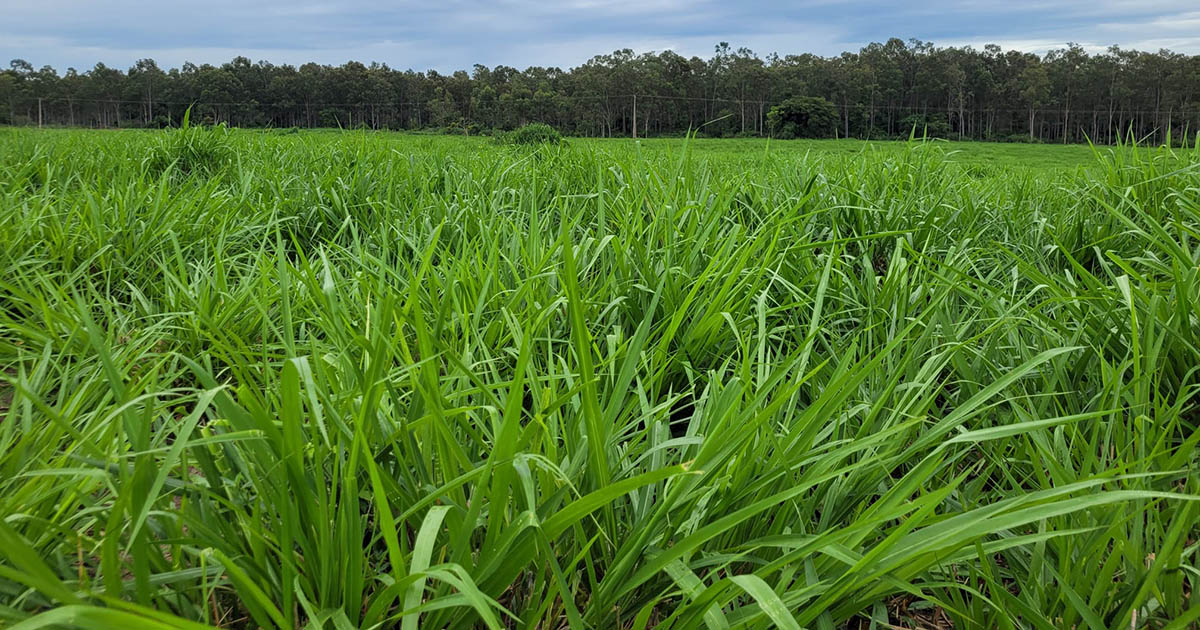 Planejar a utilização e manejo das pastagens é fundamental para garantir a rentabilidade na atividade pecuária