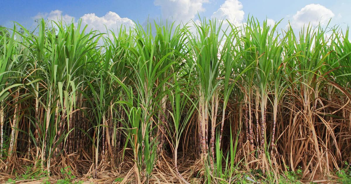 Manejo adequado e tecnologia reduzem impactos das queimadas e podem e otimizar recuperação das lavouras, alerta especialista