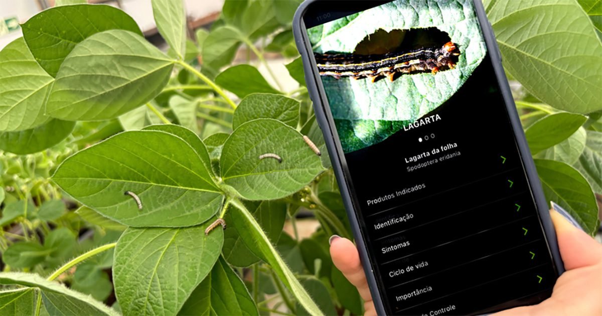 Tecnologias digitais auxiliam no manejo das lavouras na safra de verão 24/25