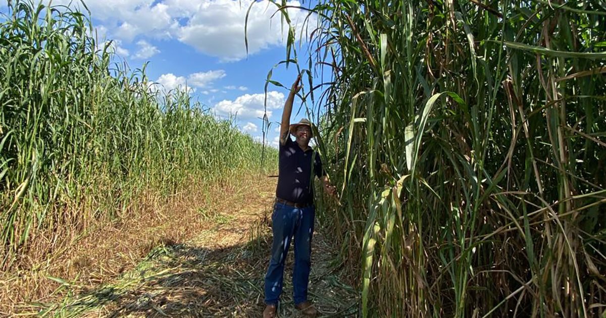 Inovações tecnológicas, variedades mais resistentes e proteção contra acidentes fomentam o mercado de forrageiras