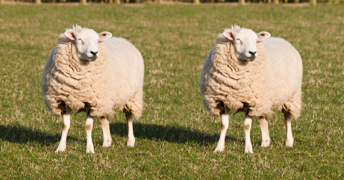Câmara aprova projeto de lei que regulamenta a produção de clones de animais