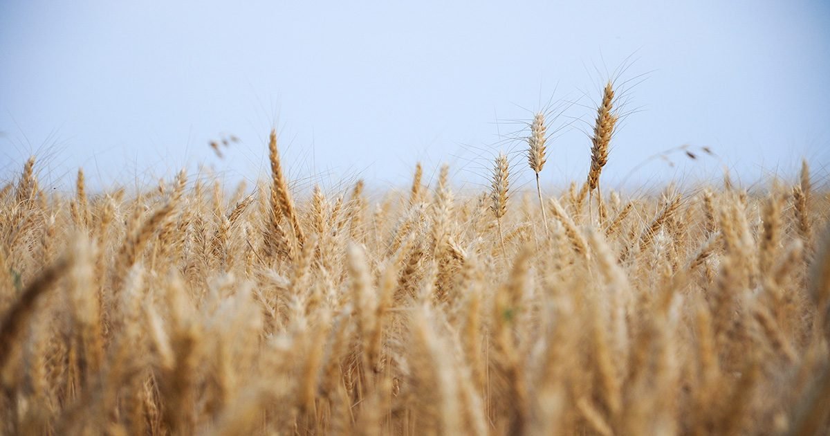 Desafios climáticos e geopolíticos redesenham as perspectivas do mercado internacional do trigo