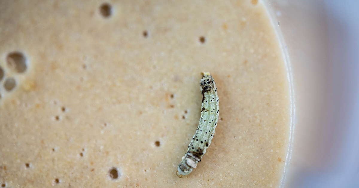 Aumento da pressão de lagartas e busca por bioinseticidas mais tecnológicos e seletivos faz Promip elevar a área tratada com baculovírus em 300%