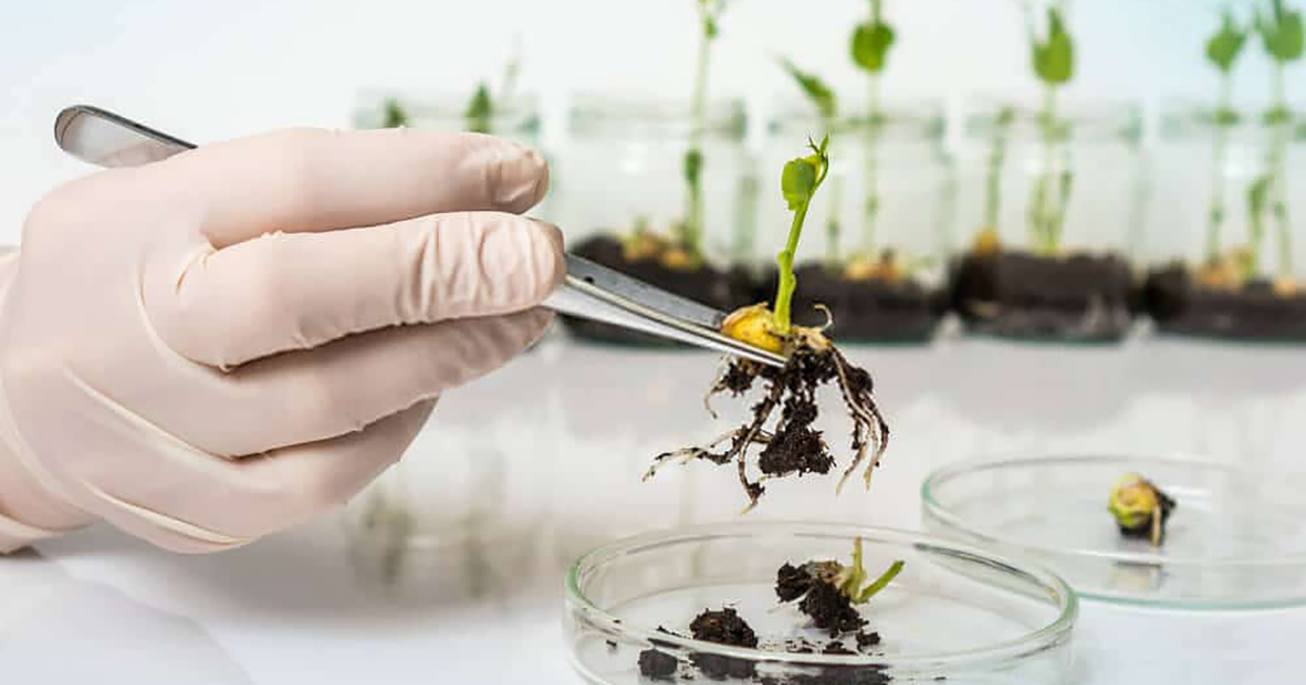 Melhoramento genético pode dobrar ganhos e reduzir tempo de desenvolvimento de cultivares em mais de 30%