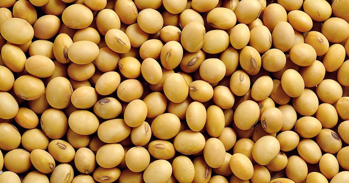 Safra de soja recorde para 2024/25: manejo e clima são cruciais para garantir produtividade