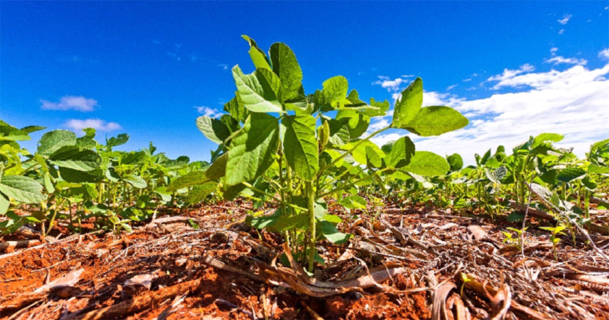 Expodireto Cotrijal: BASF leva soluções para driblar estiagem e altas temperaturas