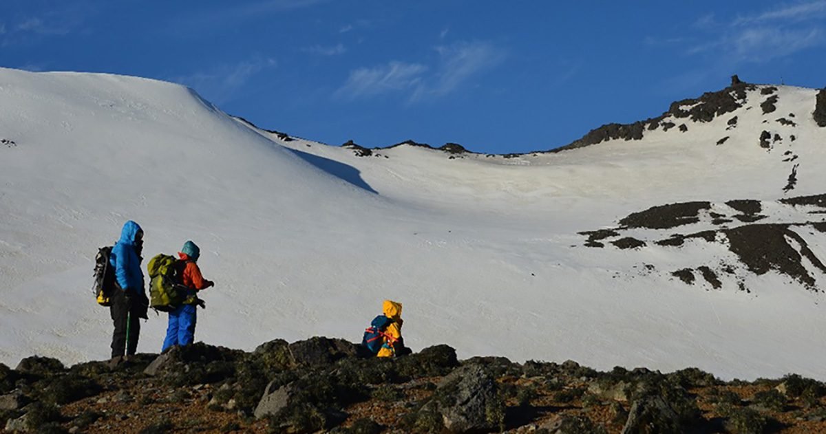 Fungo da Antártica pode levar a novo biopesticida natural