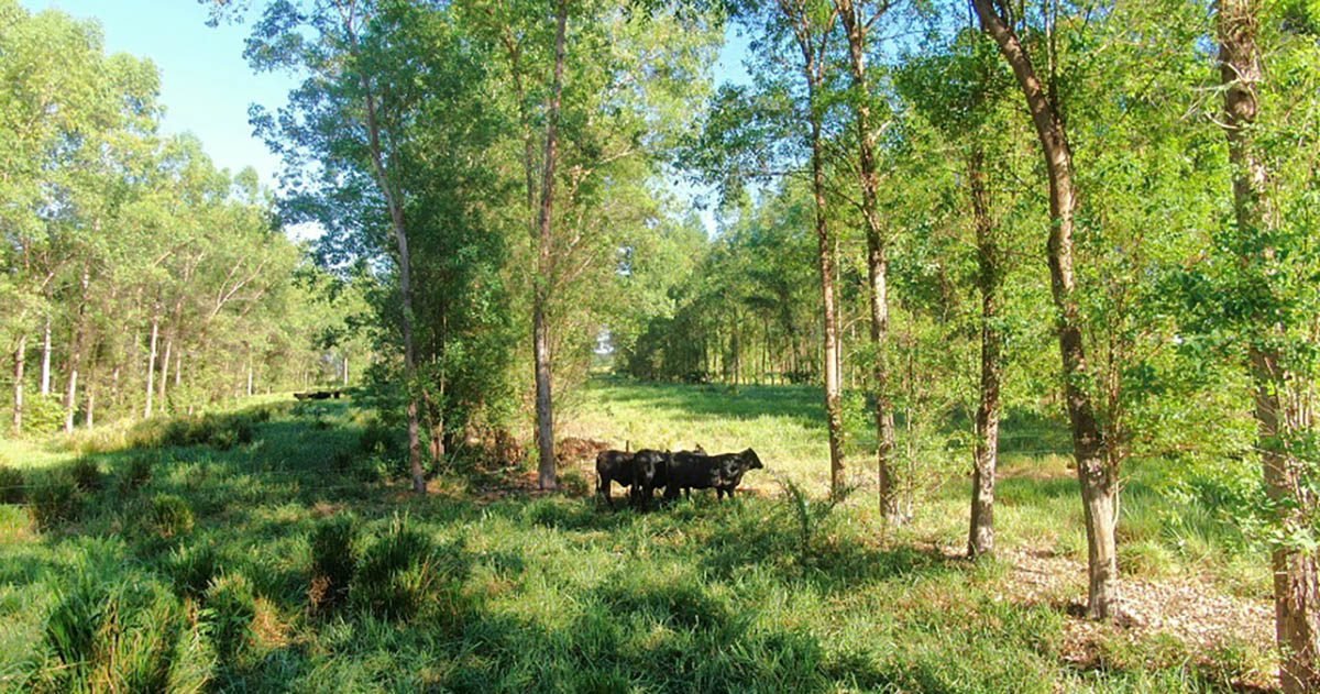 Inoculante melhora a nutrição e aumenta a produtividade de pastagens  