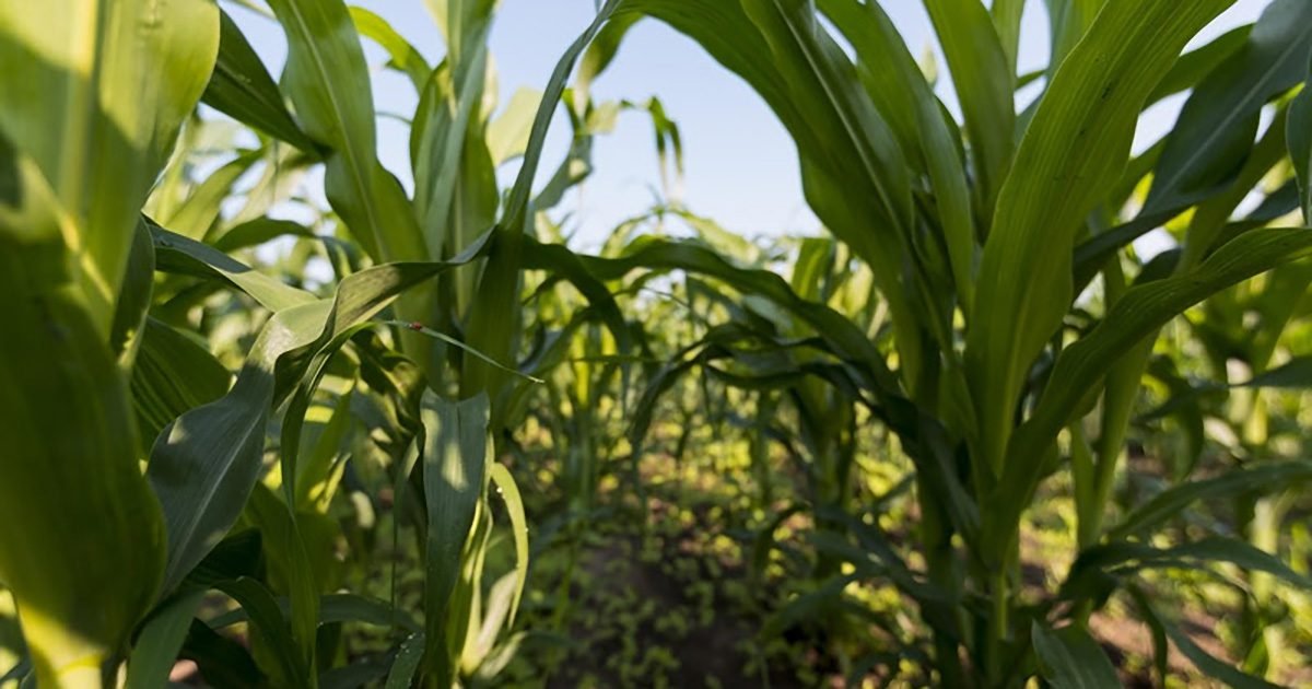 Produtividade do milho exige manejo preciso de boro para mitigar deficiências no solo 