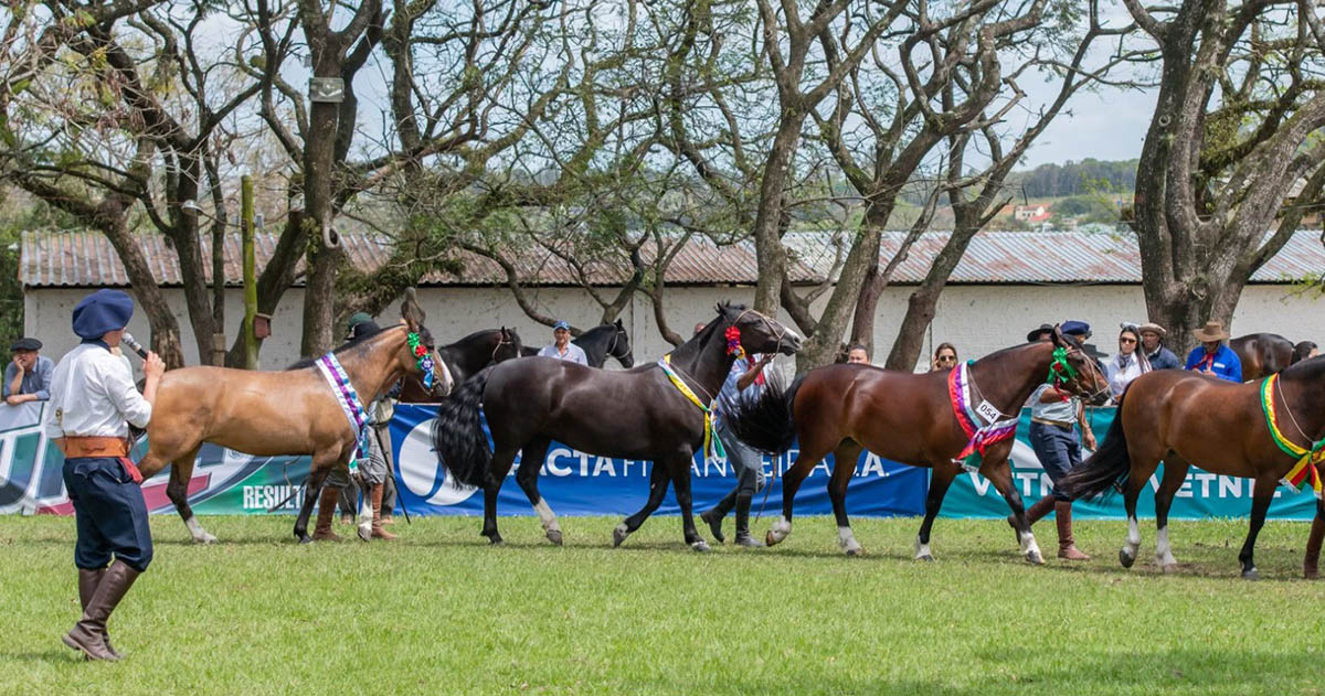 Etapa do Ciclo Morfológico do Cavalo Crioulo chega a Cruz Alta na próxima semana