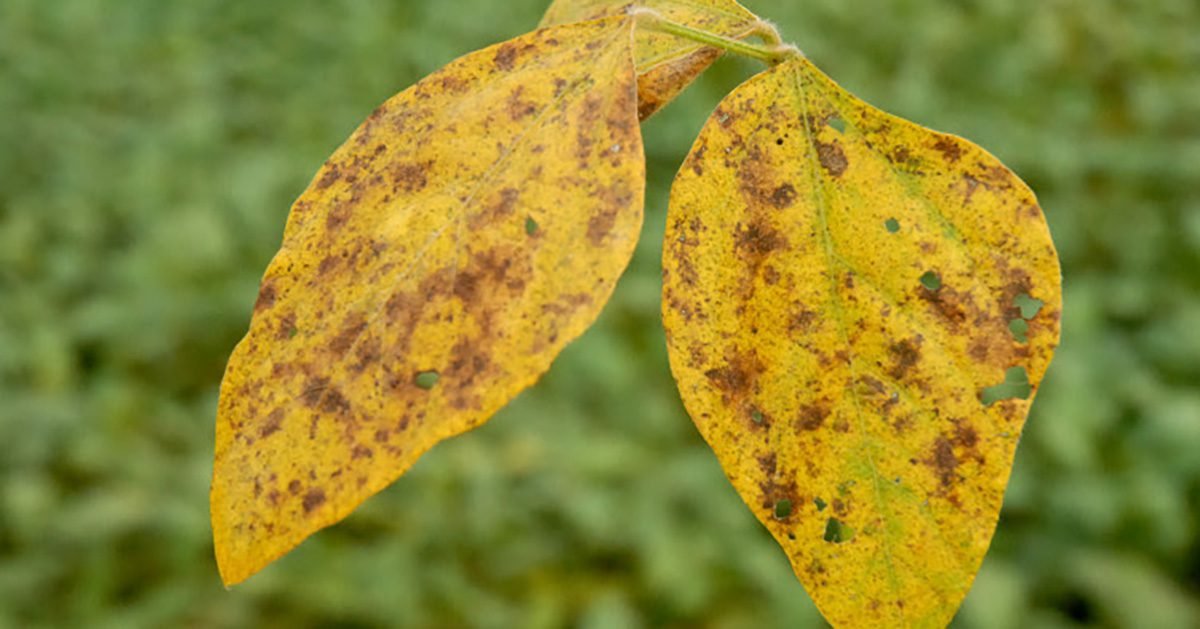 Apesar dos recordes de produtividade, a ferrugem asiática ainda ameaça a rentabilidade do produtor