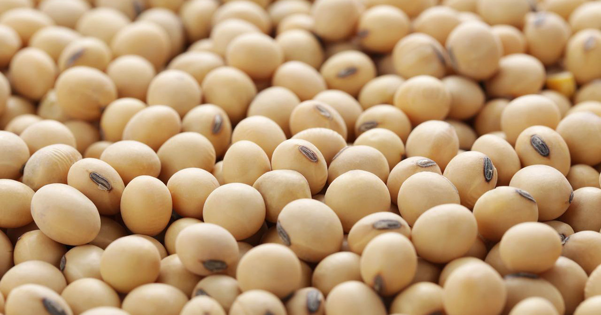 Dia da Semente – A vitalidade e potência do agronegócio brasileiro