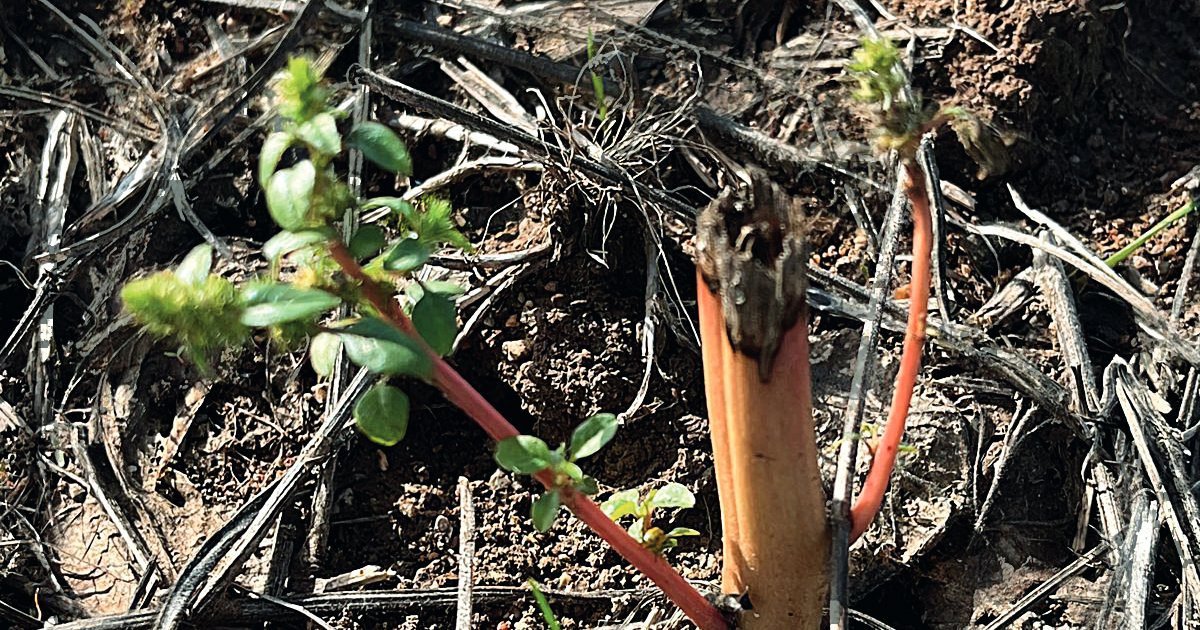 A problemática envolvendo o caruru resistente