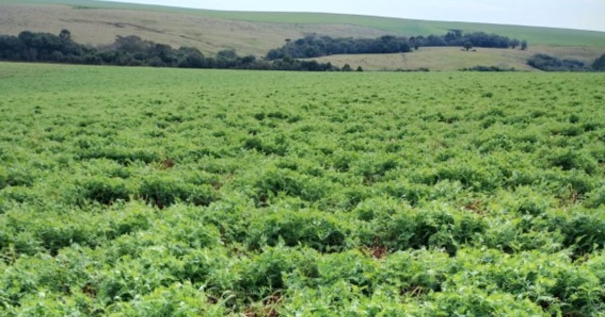 Safra verão: estratégias para otimizar o uso da água no estabelecimento do milho e da soja