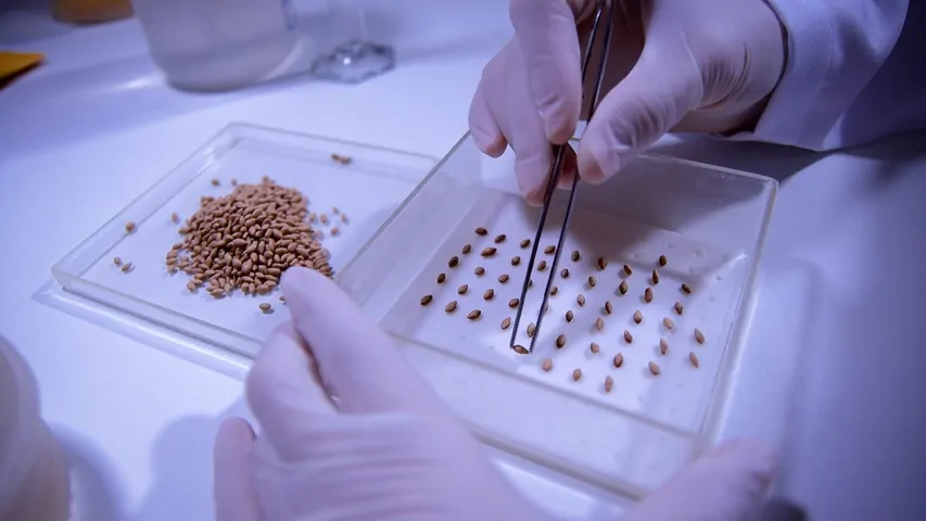Análise de sementes: base técnica para produtividade, segurança e eficiência no campo