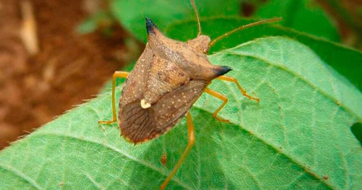 Percevejo-marrom pode comprometer cerca de 30% da produtividade da safra de soja, aponta estudo