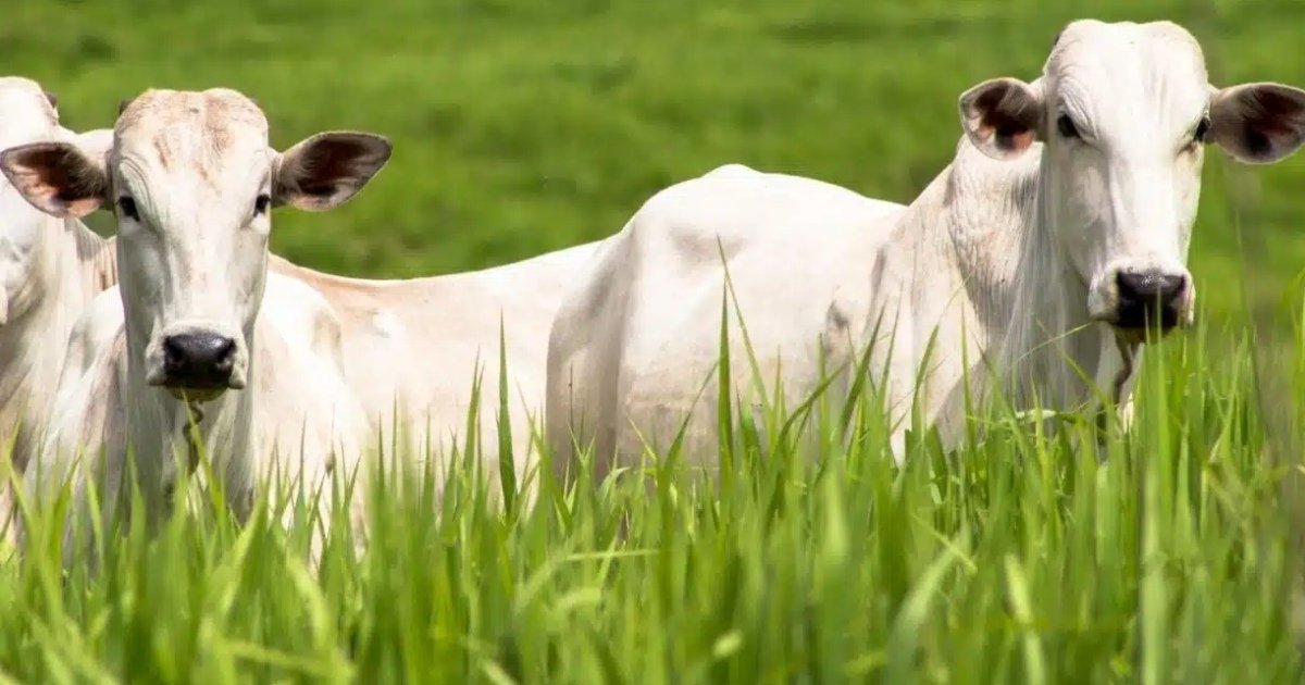 Pesquisadores da USP lançam programa de genética para impulsionar produtividade na pecuária