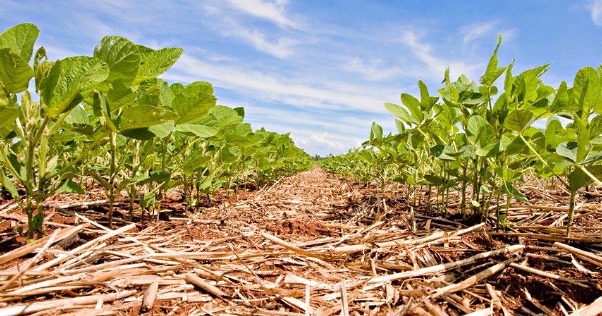 Atualidades e perspectivas para soja serão foco da Reunião de Pesquisa