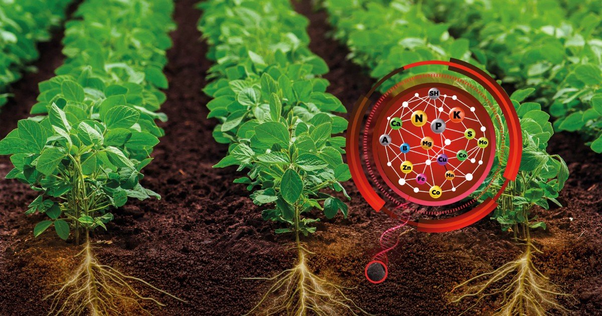 Organominerais impulsionam nova era da produtividade no campo com tecnologia Ferticel 